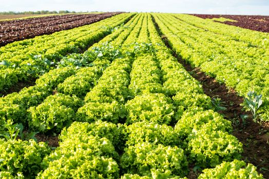 healthy green salad and red chicory grown in the fields