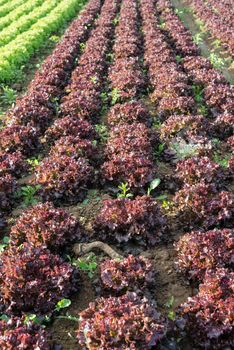 healthy green salad and red chicory grown in the fields