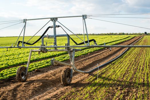 Irrigation system for watering a farm field of lettuce in early spring