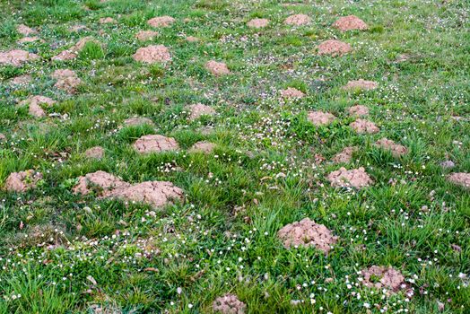 Lawn which has been damaged by a mole burrowing underneath and pushing up molehills