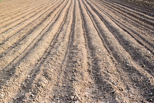 rows of freshly planted potatoes in a field in early spring