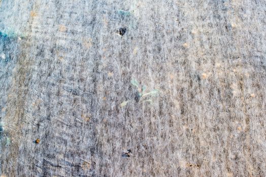 Young Green Lettuce grown underneath a thin white canvas cover