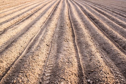 rows of freshly planted potatoes in a field in early spring