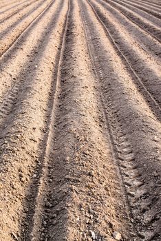 new beginning. A fresh, seed-cane growing in the plantation field.