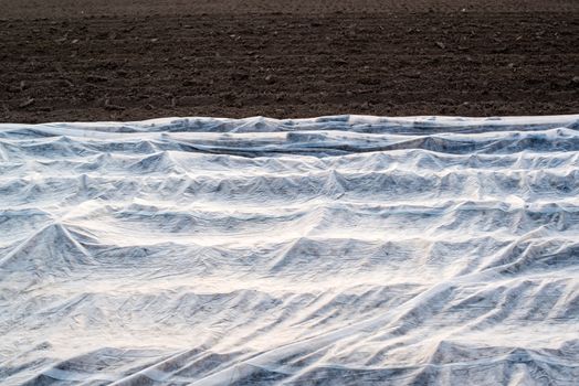 Field for growing vegetables covered by a plastic foil