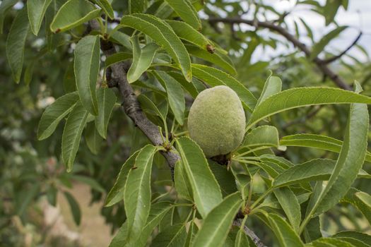 tree of almond tree with the fruits
