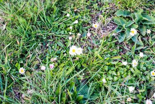 Field of daisies and wild flowers in the dirt