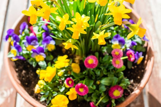 Colorful spring plant arrangement in a flower pot on a wooden table