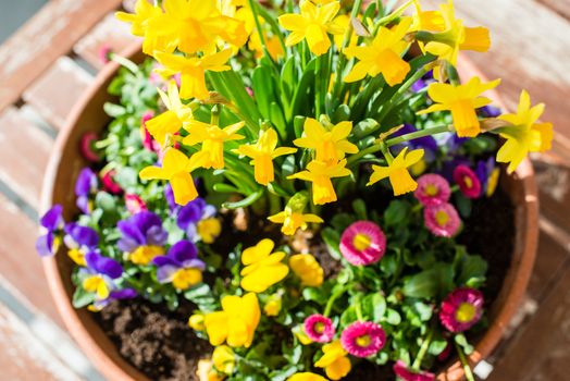 Colorful spring plant arrangement in a flower pot on a wooden table