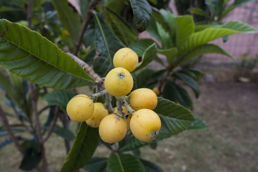 tree of  loquat with the fruits