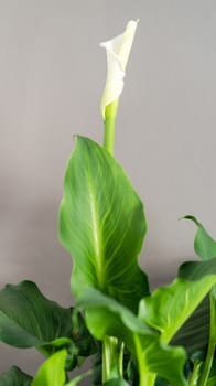 White Calla lily about to open her blossom on plant with neutral grey background