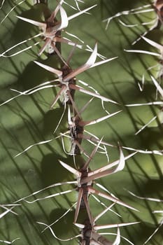 Cactus - closeup, detail of thorns and very sharp-pointed spikes in the shape of hook
