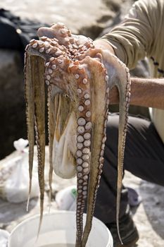 Just the caught octopus in hands, Estepona, Andalusia, Spain