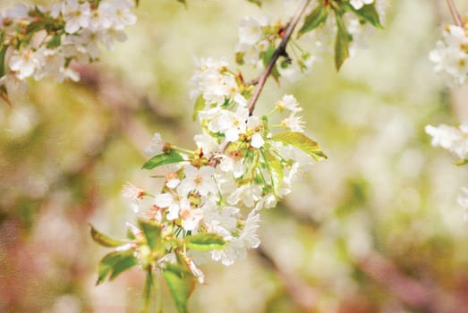 Spring blossom: branch of a blossoming apple tree, textured old paper