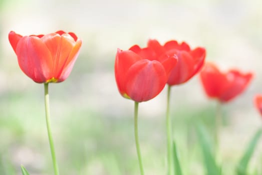 A bright red tulip flower blurred in background.