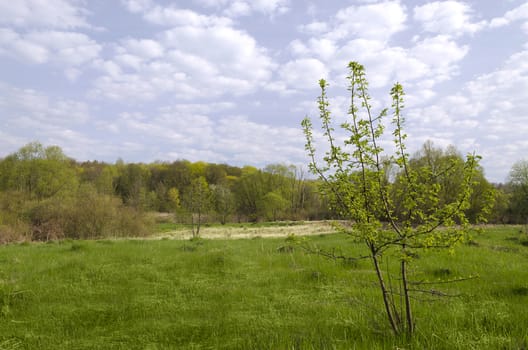 Spring landscape with gentle herbs, trees and clouds