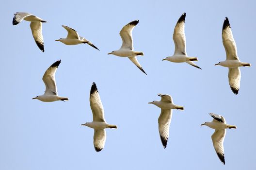 A collage of flying gulls on the background of blue sky