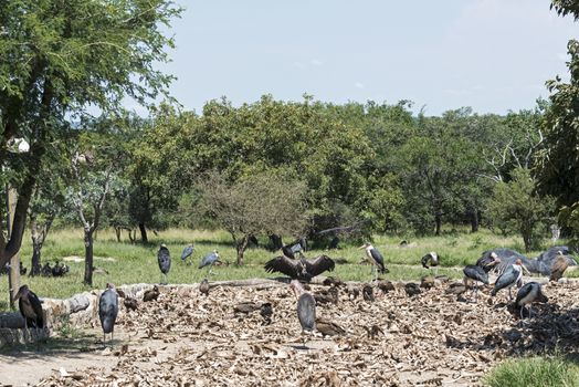 vulture and marabou eating from dead animals in nature centre south africa