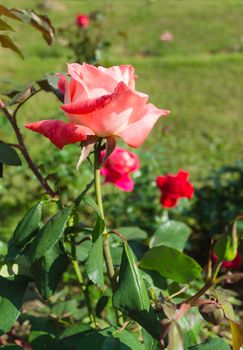 Pink rose in the garden