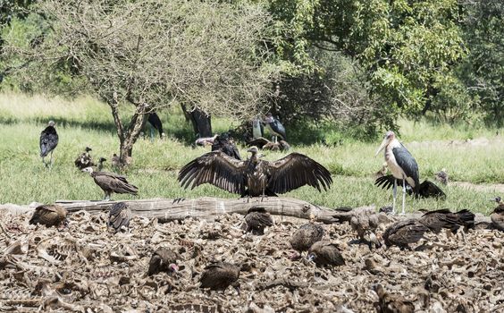 vulture and marabou eating from dead animals in nature centre south africa