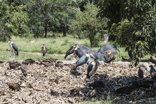 vulture and marabou eating from dead animals in nature centre south africa