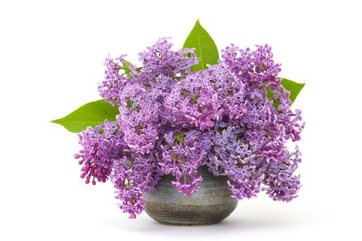Blooming lilac flowers