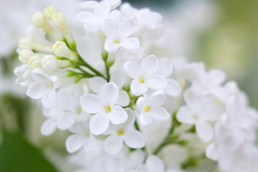 Blooming lilac flowers. Abstract background. Macro photo.