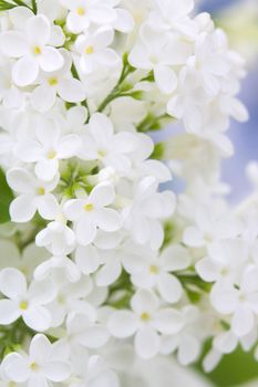 Blooming lilac flowers. Abstract background. Macro photo.