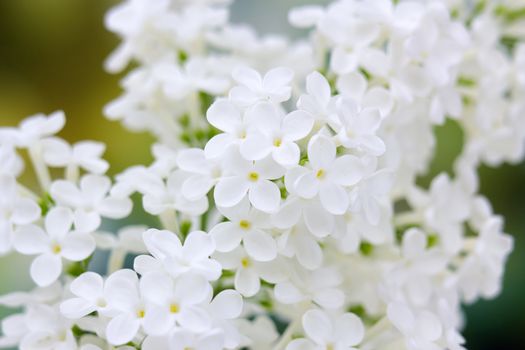 Blooming lilac flowers. Abstract background. Macro photo.