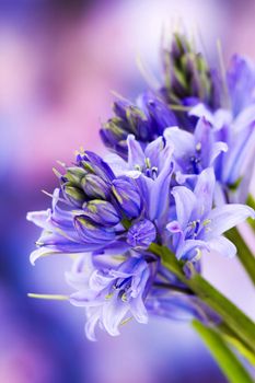 bluebells (Hyacinthoides non-scripta)