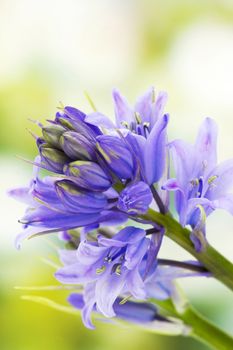 bluebells (Hyacinthoides non-scripta)