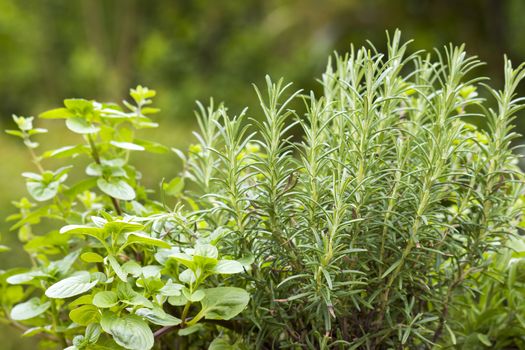 herbs in a garden