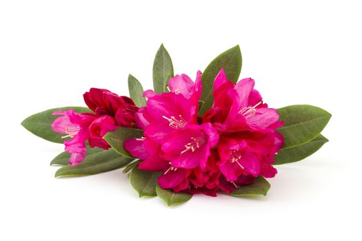 rhododendron