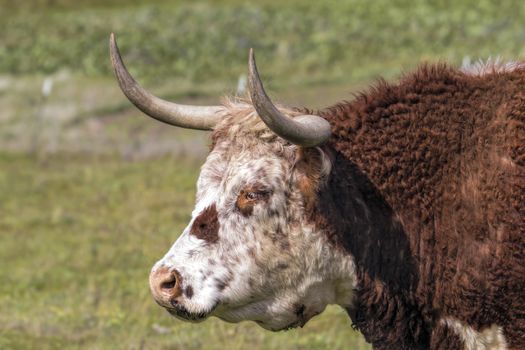 Cattle with Horns and Fur Side Portrait at Washington State Farm Ranch