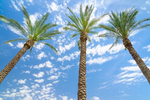 Three date palms against deep blue sky with clouds