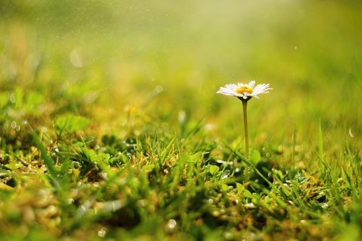 Detail of the beautiful daisy with morning dew