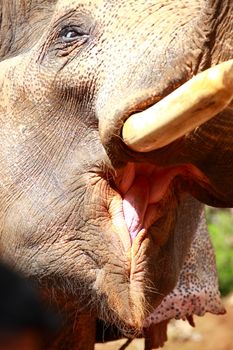 Elephants playing, eating sugar cane with their herd