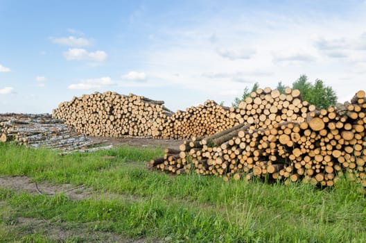 firewood wood organic fuel birch and pine tree logs stack near forest.