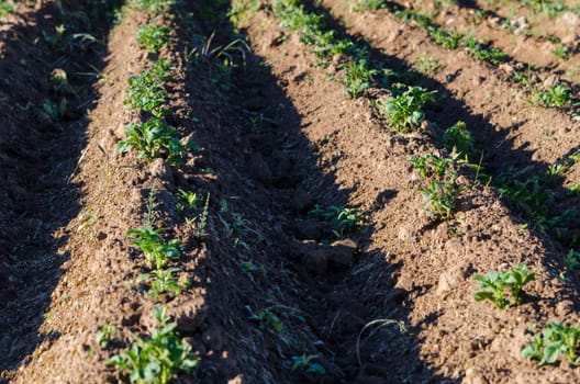 long garden bed with potato seedlings on spring time