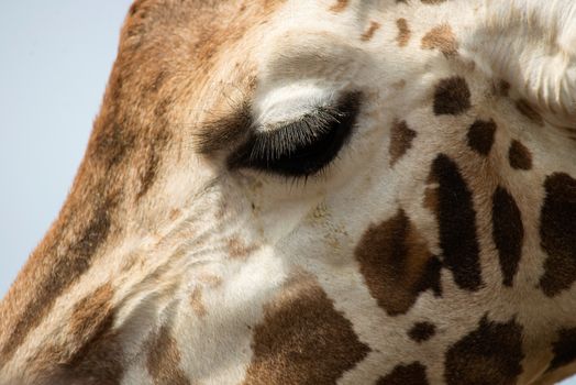 Extreme close-up of a Giraffes face showing huge eye lashes