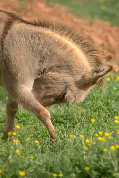 A burro in a field with his nose behind his leg