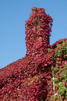 creeping red ivy covering a cottage rooftop