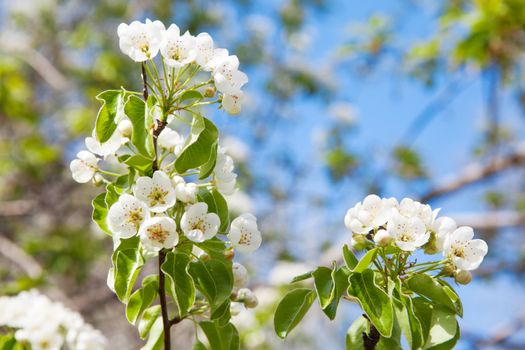 flowers of tree in spring