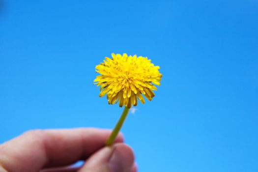 a yellow dandelion in hand