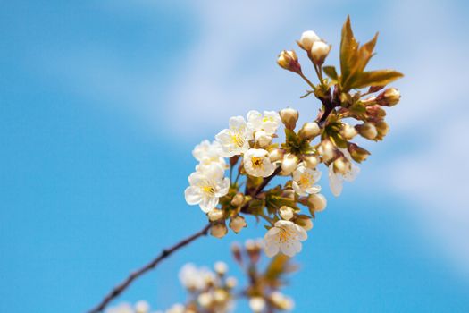 flowers of tree in spring