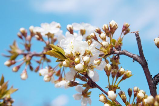 flowers of tree in spring