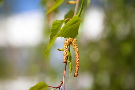 birch catkins over the sky