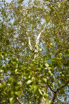 a birch tree in spring