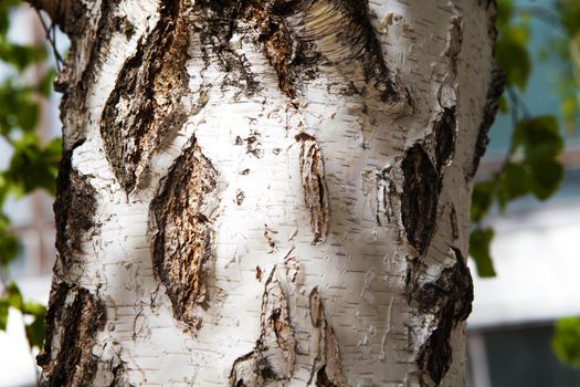 background of a birch bark