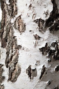 background of a birch bark